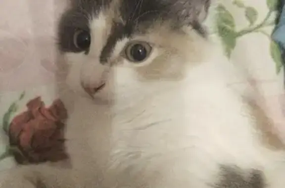 Кошки потеряшки, Ярославль, фото: Потеряшка кошка Милая, пер. Минина 16, Ярославль