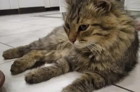 Пропала кошка на Плеханова, 23, Бор.