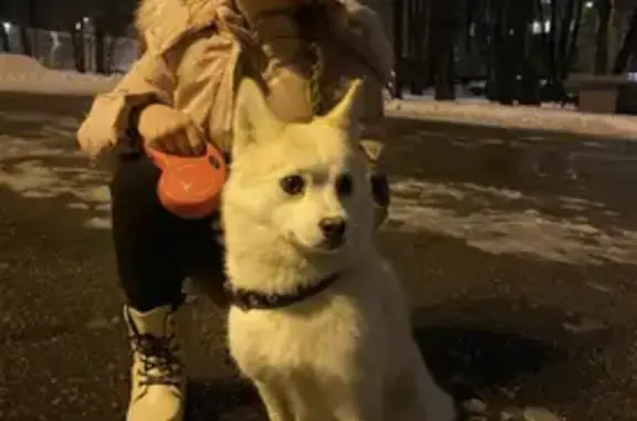 Пропала собака Умка на улице Крупской, 17 в Москве