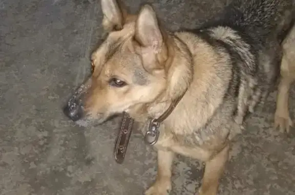 Найдена контактная собака на пр. Победы, Казань
