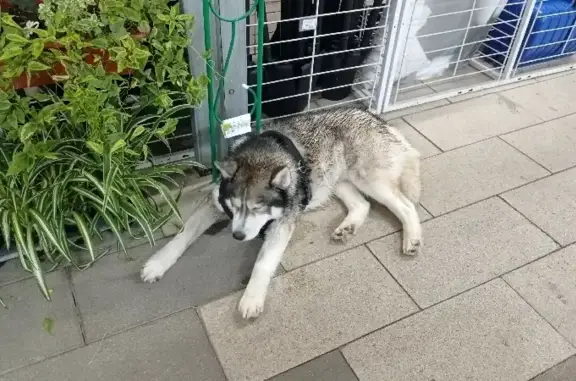 Найдена собака на Садовой-Сухаревской, Москва