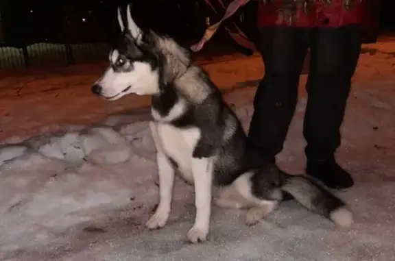 Найден молодой пёс возле 145 школы на пр. Науки, СПб