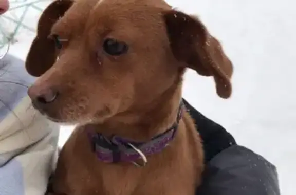 Собака найдена на улице Ленина в Саяногорске