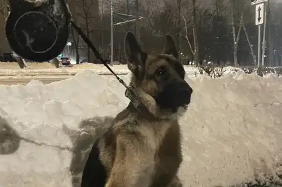Найден щенок на Зелёном проспекте, Москва