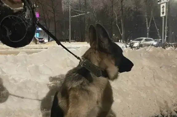 Найдена собака на Зелёном проспекте, Москва.