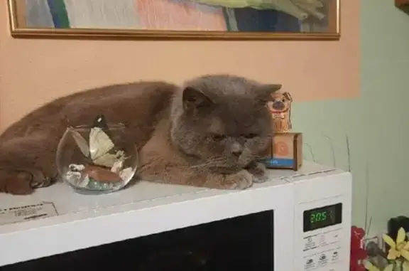 Кошка на Мервинской, Рязань: здорова, кастрирована, ищет дом.