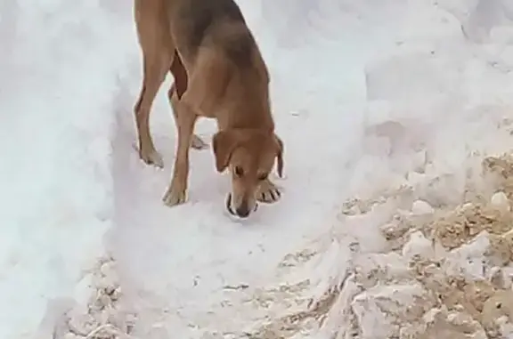Найдена собака в Ляпино, Владимирская область
