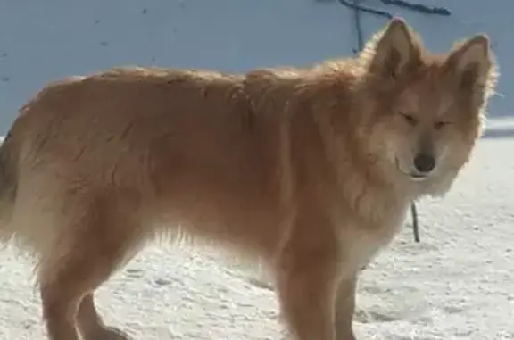 Пропала собака Плюшка на Литейной улице, Новосибирск