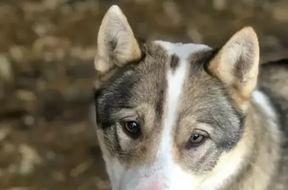 Найдена собака на Пряжинском шоссе, Матросское сельское поселение