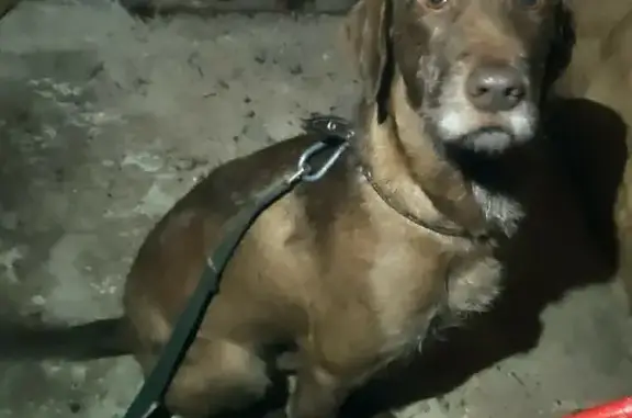 Собака найдена на Мичуринской 120 в Тамбове