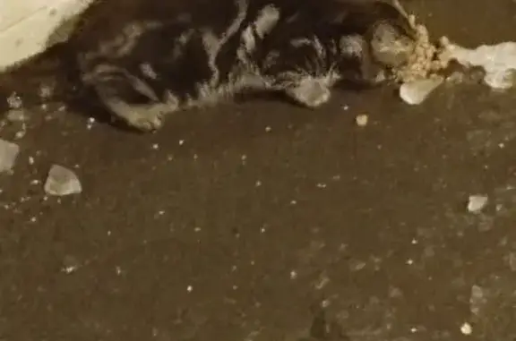 Найдена кошка в Москве на 1-м Рощинском проезде