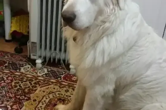 Собаки потеряшки, Санкт-Петербург, фото: Потеряшка собака Тэд на пр. Королёва, СПб