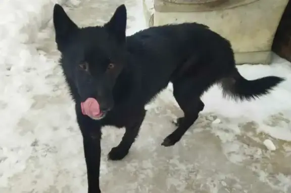 Найден щенок в Павловском Посаде