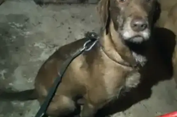 Найдена собака на Мичуринской улице в Тамбове