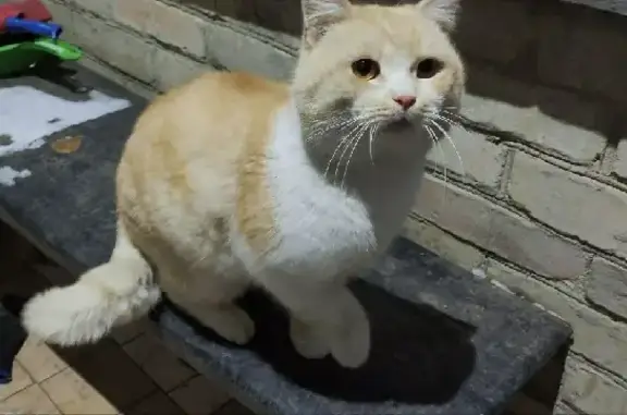 Потерянная кошка возле Сурского моста в Пензе