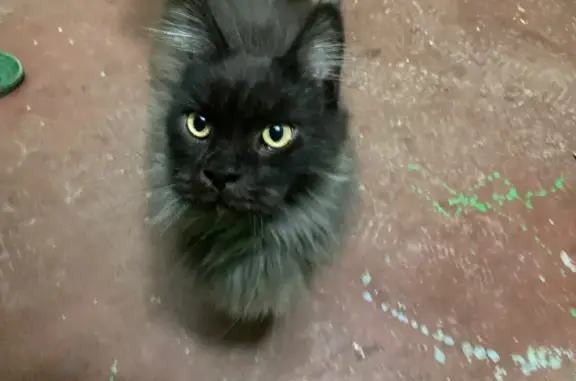 Найдена кошка на пр. Строителей, 17А в Пензе