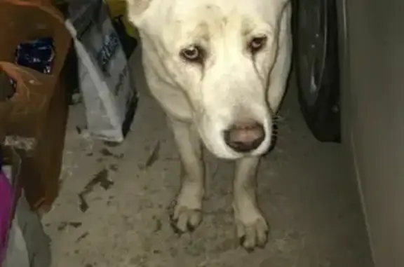 Найдена собака на Сельмаше, адрес для хозяина: Студенческая улица, 2