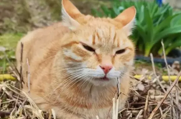 Кошки потеряшки, Санкт-Петербург, фото: Потеряшка кошка Кузя на Наличной 36 к3, СПб