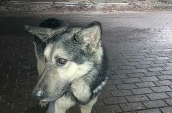 Собака Кабель найдена на ул. Земляничная, 14, Светлогорск