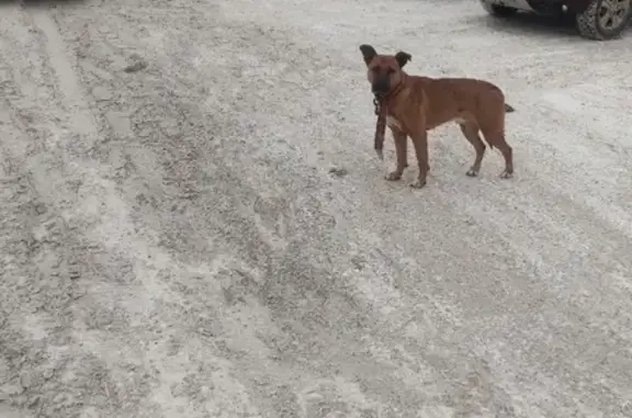 Потерянный пес на улице в Нижнем Тагиле