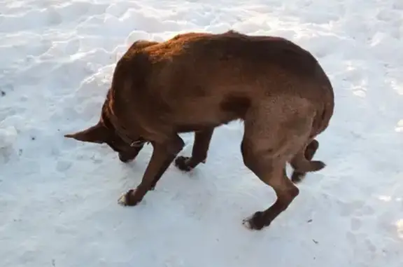 Найдена крупная собака на Воронежском шоссе, Хабаровск