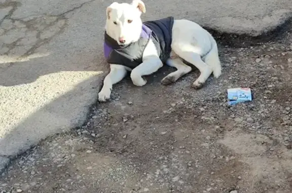 Собака на Киргизской, 21А