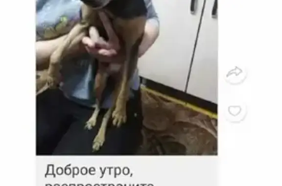 Собака найдена на Львовской, 33А, Красноярск