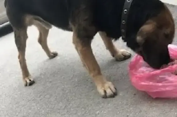 Найдена собака на улице Музыки, Севастополь