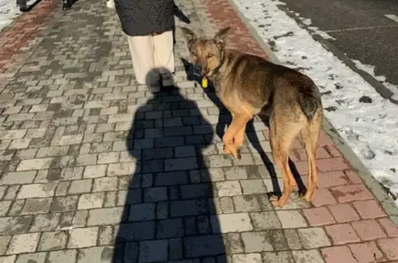 Найдена собака в Пятигорске, бегает по Комсомольскому парку