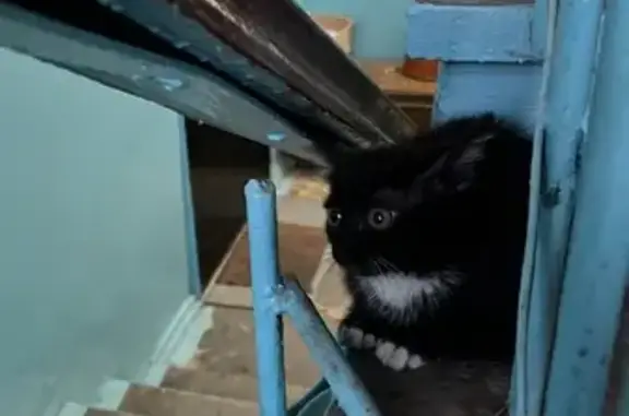 Найдена черно-белая кошка на ул. Забалуева 41 в Новосибирске