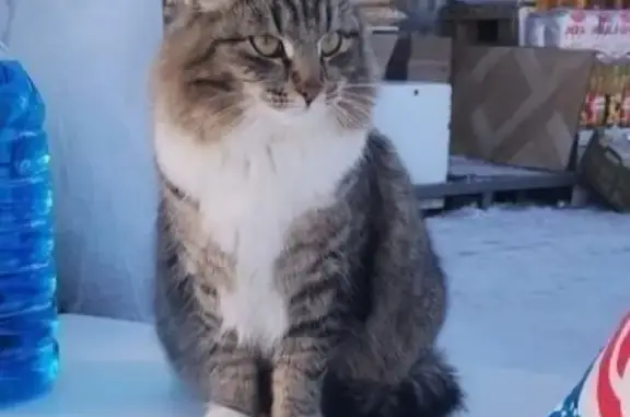 Кошки потеряшки, Тамбов, фото: Потеряшка кошка на Пятницкой, вознаграждение гарантировано!