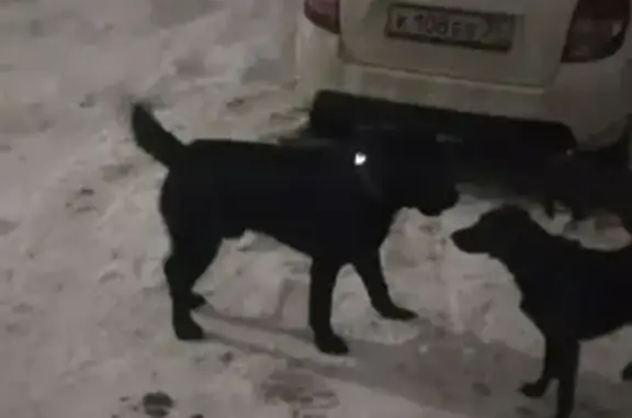 Найдена собака Мальчик на ул. Маяковского, 30