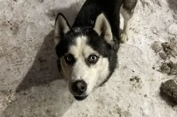 Собака Хаски найдена возле Пятерочки на ул. Рябинина, 18