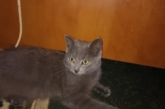 Пропал серый котик с заломанным хвостом на ул. Ленина, 144