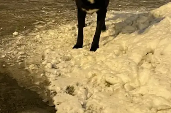 Найдена собака на улице Азина, Екатеринбург