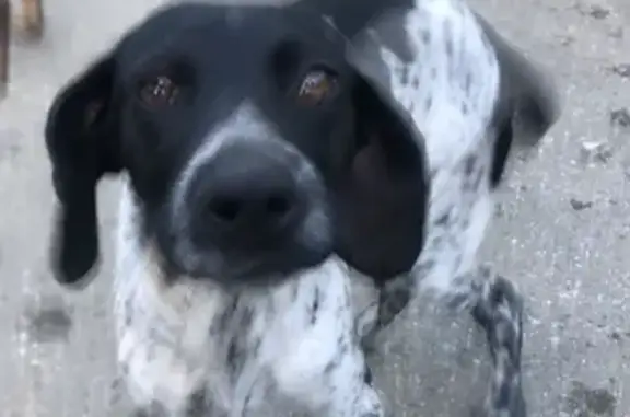 Найдена собака на Теневом переулке, Сочи