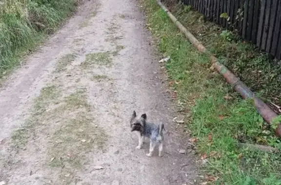 Потерянные животные Нижний Новгород, фото: Пропала собака в районе озера Светлоярское, ул. Мокроусова, 2.