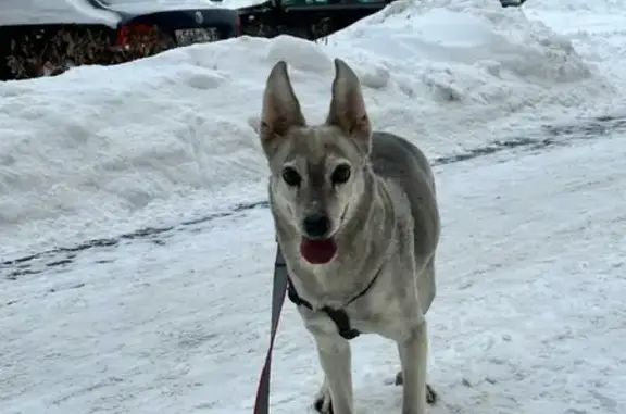 Пропала собака Лора на Скандинавском бульваре