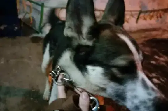 Собака найдена на ул. 40-летия Победы, 18А (Челябинск)
