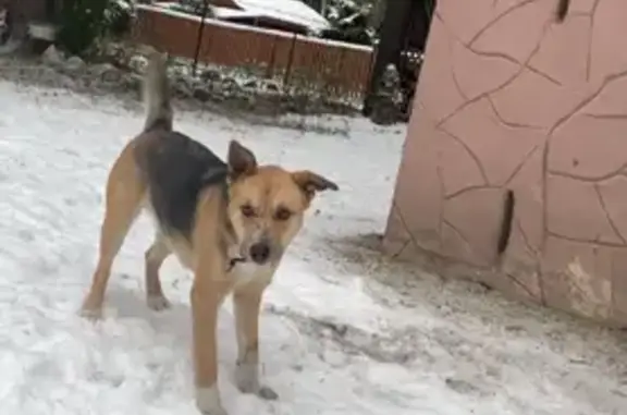 Пропала собака Альма в Романовском поселении, Ленобласть