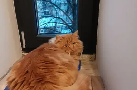 Кошки потеряшки, Ярославль, фото: Потеряшка кошка на Волжской набережной, 37/2 (Ярославль)