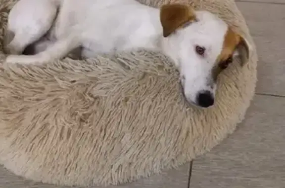 Собаки потеряшки, Астрахань, фото: Потеряшка собака Джек рассел на ул. Рождественского, 20Н, Астрахань