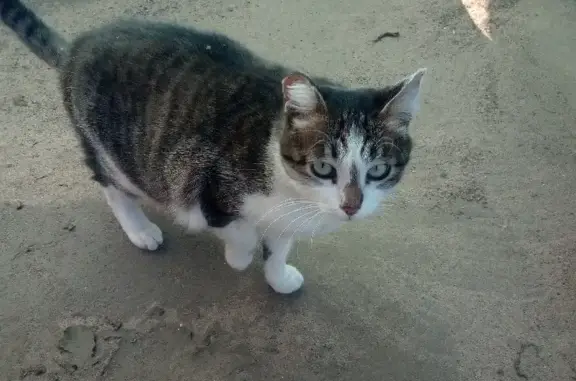 Найдена кошка в Саратове, у Большой Горной улицы