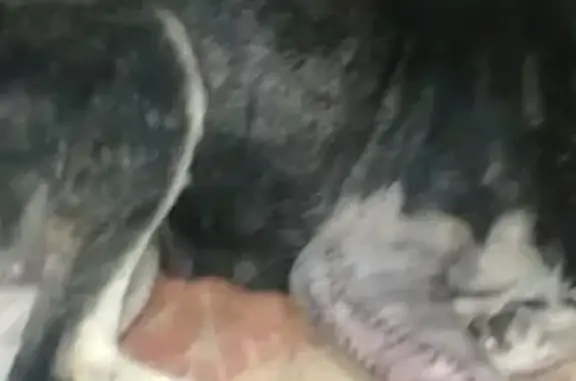Пропала собака с адресом в Таганроге, нужна помощь в поиске 🐕