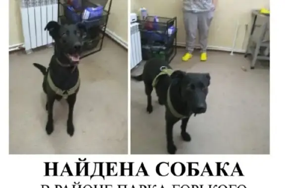 Найдена собака с ошейником в районе Парка Горького, Ростов-на-Дону