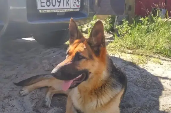 Пропала собака Герда на пр. Дзержинского, Новосибирск
