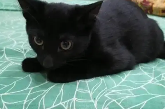 Найден чёрный котенок на Российской, 10, Ревда
