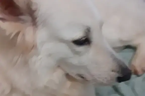 Собаки потеряшки, Санкт-Петербург, фото: Потеряшка собака на Гаккелевской, 31 к2 в СПб