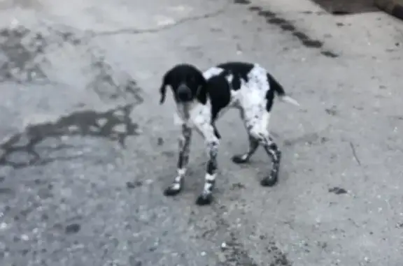 Найдена собака, Сочи, фото: Собака найдена в Теневом переулке, Сочи