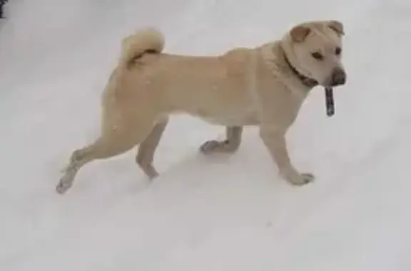 Найдена собака в Некрасовке, 1-я Вольская